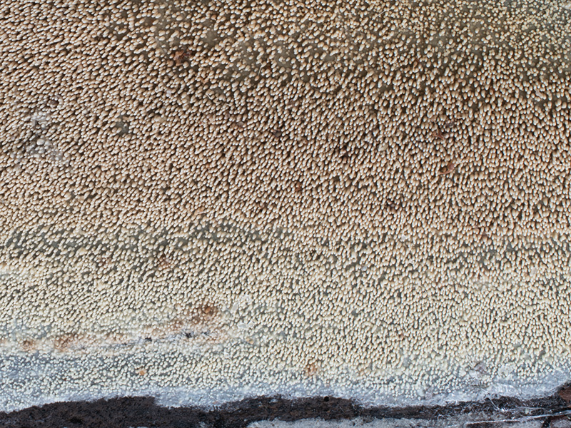 Phlebia fuscoatra Phlebia fuscoatra